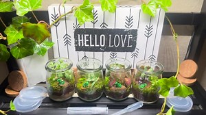 Small Terrarium With Live Moss and Plants - Etsy