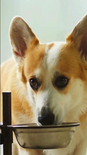 How to Teach Your Dog to Drink Water Properly