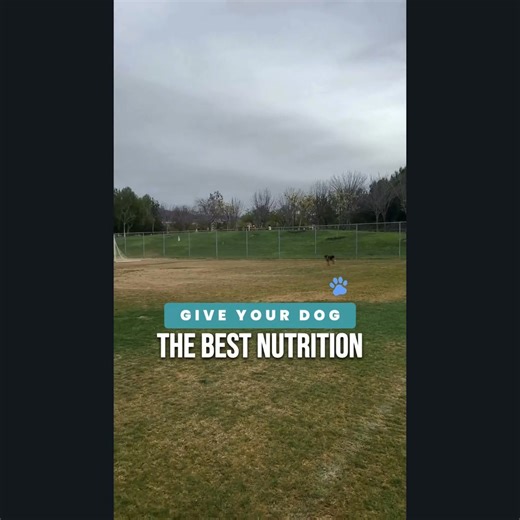 17K views · 2.3K reactions | Upgrade your dog's kibble to pure, raw Butcher Cut Protein. Vital Essentials Freeze-Dried Raw Crunchy Mini Nibs deliver the same satisfying crunch as kibble, but they're slowly freeze-dried to maintain all the benefits of raw nutrition. No fillers, no shortcuts, just protein-packed nutrition your dog will love. Shop online or find a store → | Vital Essentials | Facebook