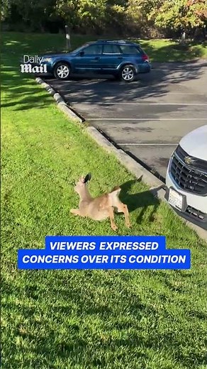 'Dwarf' deer sighting goes viral