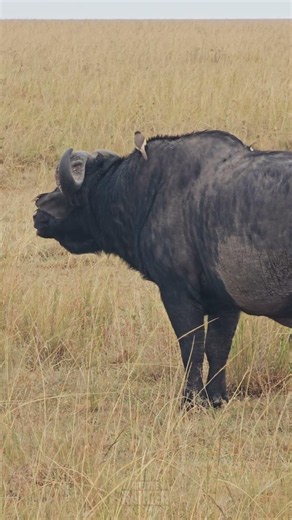 Bulky Buffalo 🐃🐃 #Wildlife #Safari