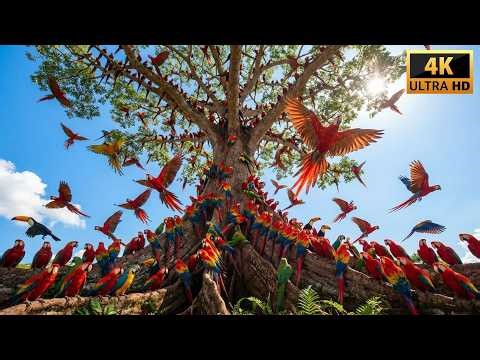 Relaxing Walk In The Amazon: When 1000 Macaws Take Flight From Ancient Trees 4K 🦜