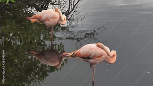 Wild Pink Flamingo Sleeping and Balancing Standing On One Leg, Galapagos