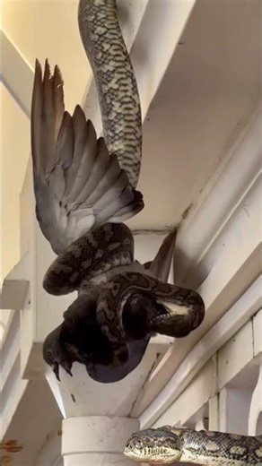 python wrapped around a pigeon