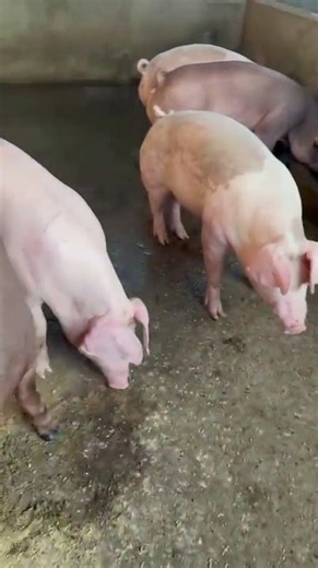 Pig Breeding ★ Life of Pigs P95✔ #pigmating #pigs #Animal #xuhuongyoutube #instrumental #animal