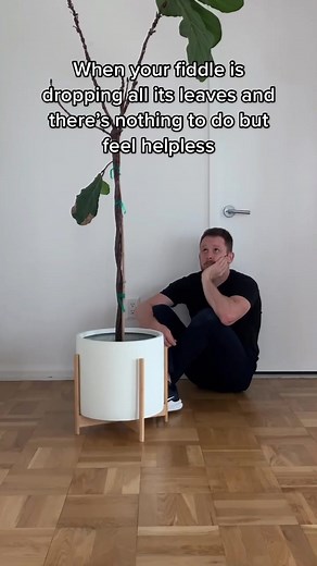 Troubleshooting Common Issues with Fiddle Leaf Fig Plants