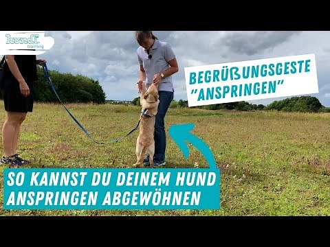 So kannst du deinem Hund oder Welpen Anspringen abgewöhnen | Einfache Tipps und Methoden