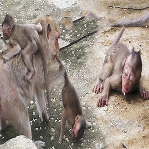 132K views · 1.6K reactions | Poor little monkey screamed in fear. #Animal #Monkey | Monkey New | Facebook