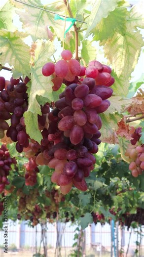 Red grapes hang from the vineyard. Red Seedless Table Grapes