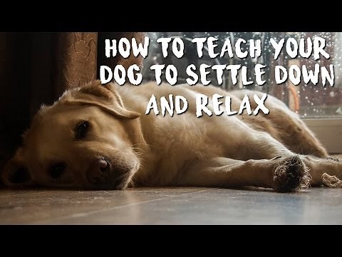 How to Train Your Dog to Settle Down and Relax