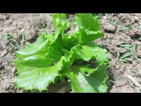 Growing Iceberg Lettuce