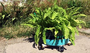 Sunbot și Shadebot, Arduino pentru plante de interior