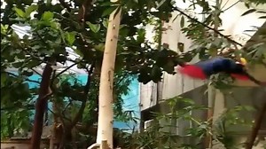 3.5K views · 96 reactions | The violaceous turaco is a beautiful and unmistakable bird native to West Africa. This slow motion video captures their unique crimson feathers! | Philadelphia Zoo | Facebook