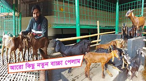 10K views · 866 reactions | আলহামদু লিল্লাহ্ আরো কিছু নতুন ছাগলের বাচ্চা পেলাম! #goat #animals #agriculture #farming #cattle | Shokher Khamar Agro Project | Facebook