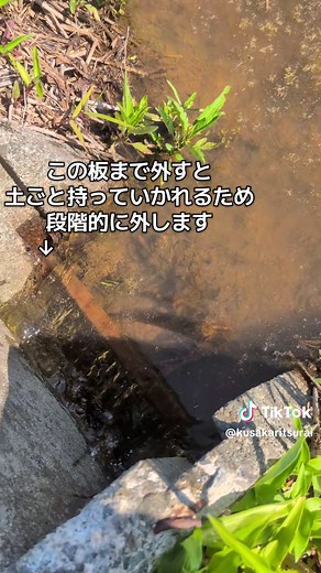 中干しのやり方｜田んぼの稲を守る中干し手順と判断ポイント