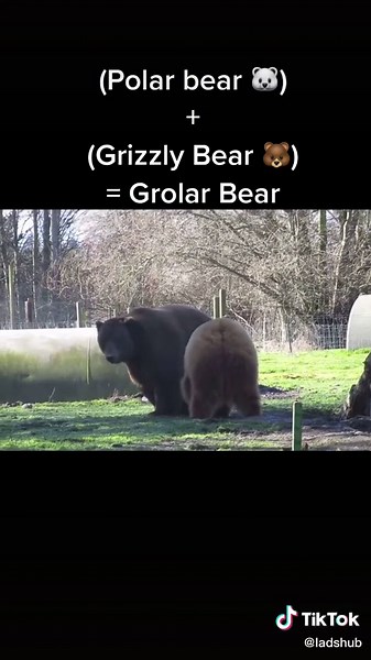 Hybrid Animal Creation: Exploring Science and Crossbreeding