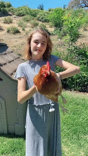 Chickens are gyroscopic. Wait till the end to see how it works with cats! #chickens #learnontiktok