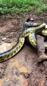 4.3M views · 65K reactions | Snoop’s wildlife show ! | Snoop Dogg | Facebook