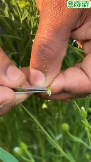 Emasculation in Linseed Crop