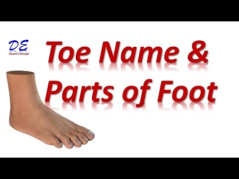 Toe Names | Parts of the Foot | Toe names in English |