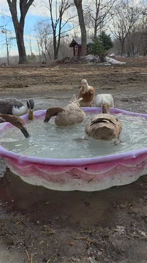 The Sound of Water 🦆 #spring #openwater #animalasmr #ducks
