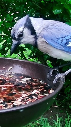 Blue Jay Facts You Might Not Know: Fact #3