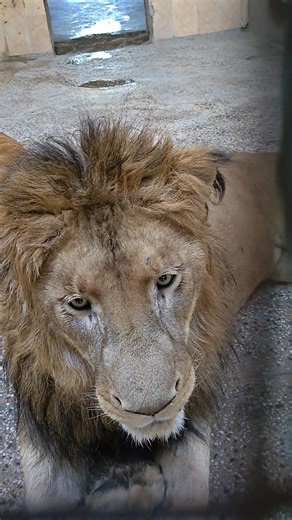 lion sound || lion king || Lion roaring #animals #wildlife #lion #lionking #savelions #lionsound