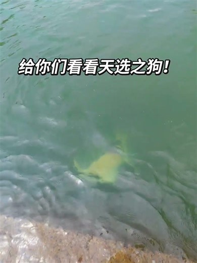 Is This the Fabled Chosen Dog? | Labrador's Swimming Adventure