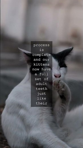 The Feline Tooth Truth A Guide to Cat TeethAs any cat lover knows our feline friends...