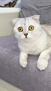 165K views · 3K reactions | Lizard adventures was shocked #reels #cat #catlover | PrincessNikacat | Facebook