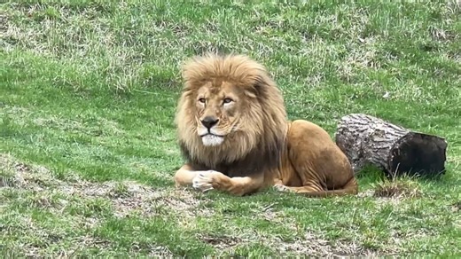 Fort Wayne Zoo director reflects on 2025 big moments