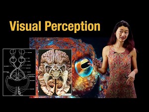 Visual perception | Retina, photoreceptors, and rhodopsin