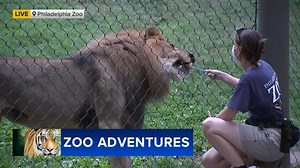 Cecily Tynan learns about caring for big cats at Philly Zoo