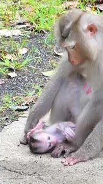 Sad baby Monkey Mama grooming