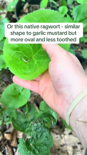 Garlic mustard (Alliaria petiolata) is a highly invasive herbaceous plant that poses a serious