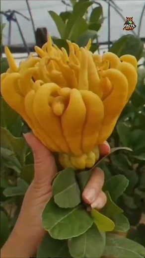 Buddha’s Hand Fruit – The Most Unique Citrus in the World 🍋