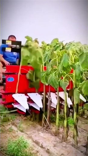 Modern Machines for Cutting Plants