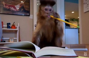 Kasey the Monkey's capable hands.