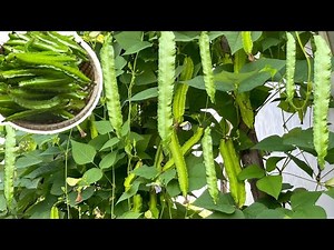 Growing Winged Beans from Seeds || No dig gardening