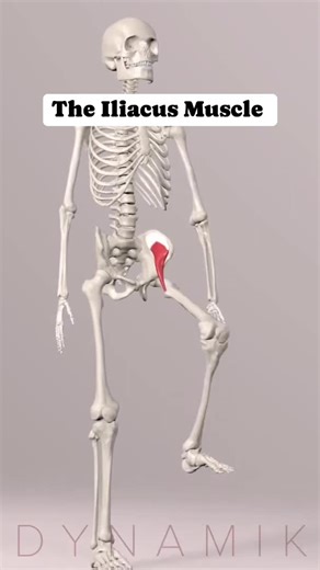 Understanding the Iliacus Muscle for Physiotherapy