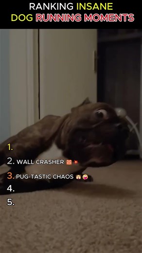 RANKING INSANE DOG RUNNING MOMENTS: 100% CHAOS! 💨💀 #SHORTS