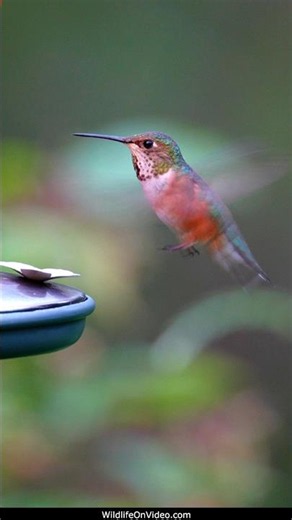 Hummingbird at a Feeder