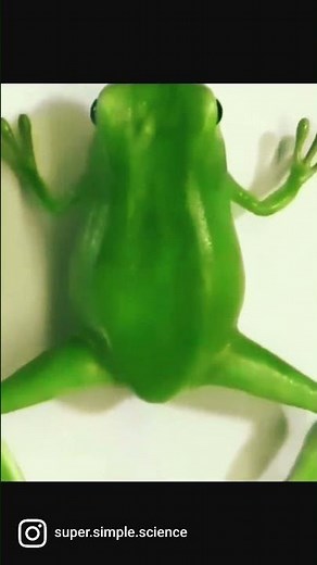 This Is How a Tadpole Transforms Into A Frog | Metamorphosis | Science | Biology NEET