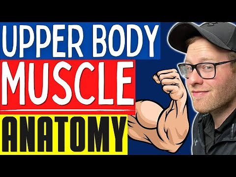 Muscle Anatomy For NASM, ACE, ACSM, NSCA Personal Trainers | Upper Body Muscle Anatomy Learn/Review