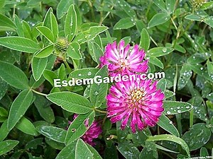 Sanguisorba: Plantări, Culturi, Specii 🌿 Totul Despre Grădinărit Și Design De Gradina - 2025