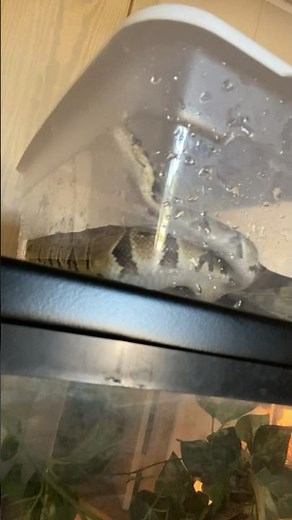 Do you have stuck shed??? 3 ways to help your ball python!!