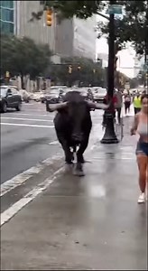1.2M views · 8.2K reactions | A bull chases a woman on the street and corners her against a wall. | Artificial Creation | Facebook