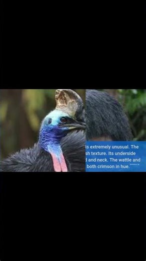Cassowary 101 Size, Features & Species #animals
