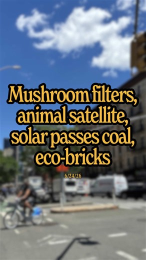 Mushrooms are filtering out harmful bacteria from rivers, a new satellite is tracking and protecting animals from space, solar passed coal in the US, and our community member is turning plastic waste into eco-bricks… How are you making the future better?