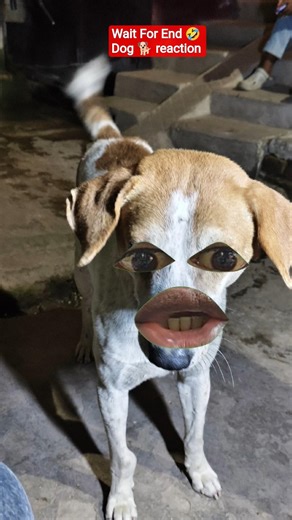 New Comedy Video | Dog Reaction 🤣 | #dublagem